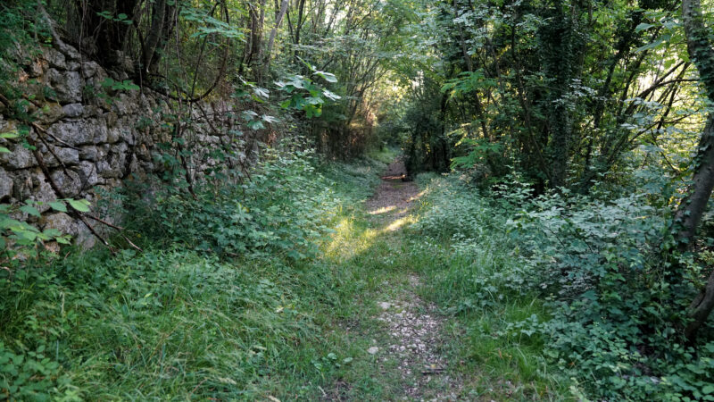 Waldweg am Tagliamento