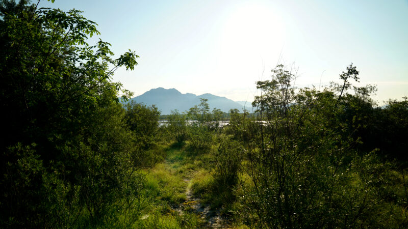 Flussbett hinter Sträuchern