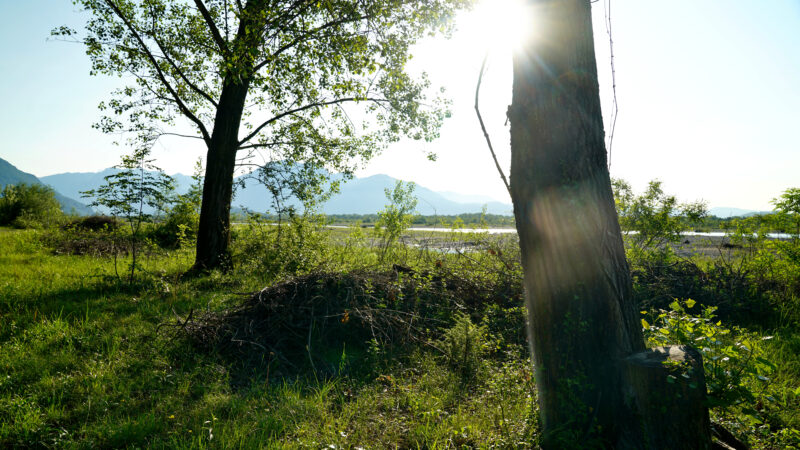 Fluss im Gegenlicht