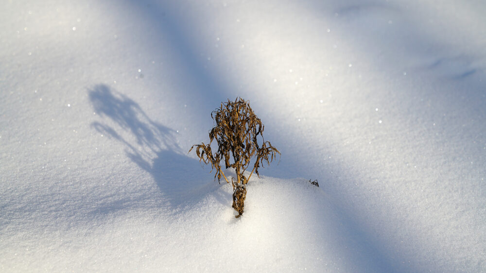 Welke Pflanze schaut aus dem Schnee