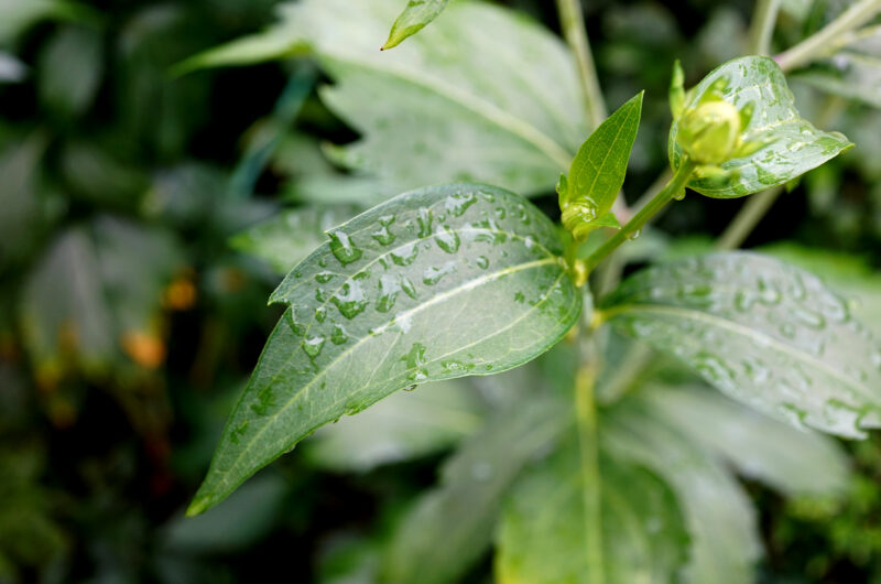 Tropfen auf Sonnenhut-Blatt