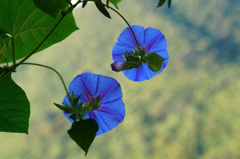 Indische Prunkwinde