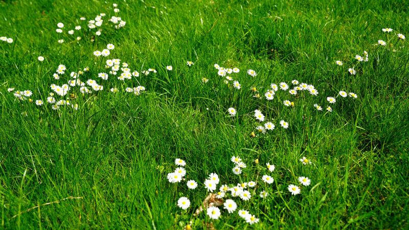 Margeriten auf dem Rasen