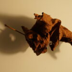 Laubblatt mit Schatten