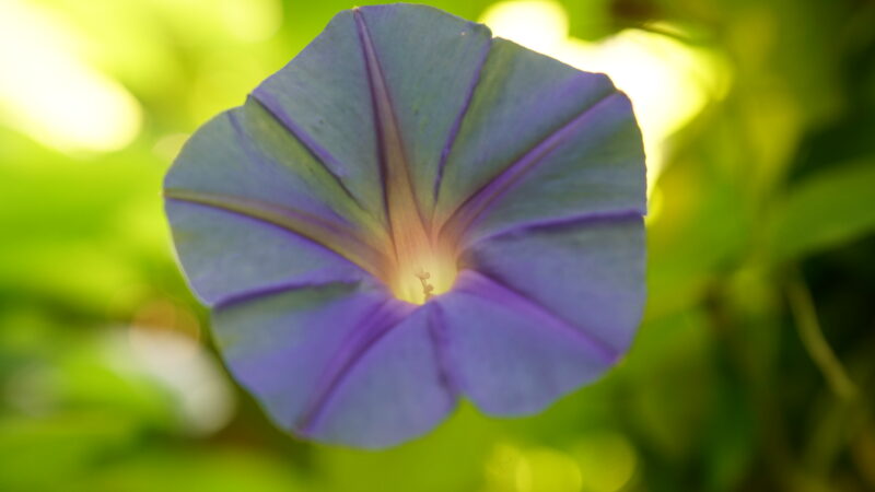 Indische Prunkwinde Blüte