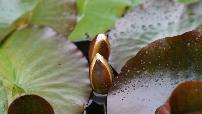 Geschlossene Seerosenblüte