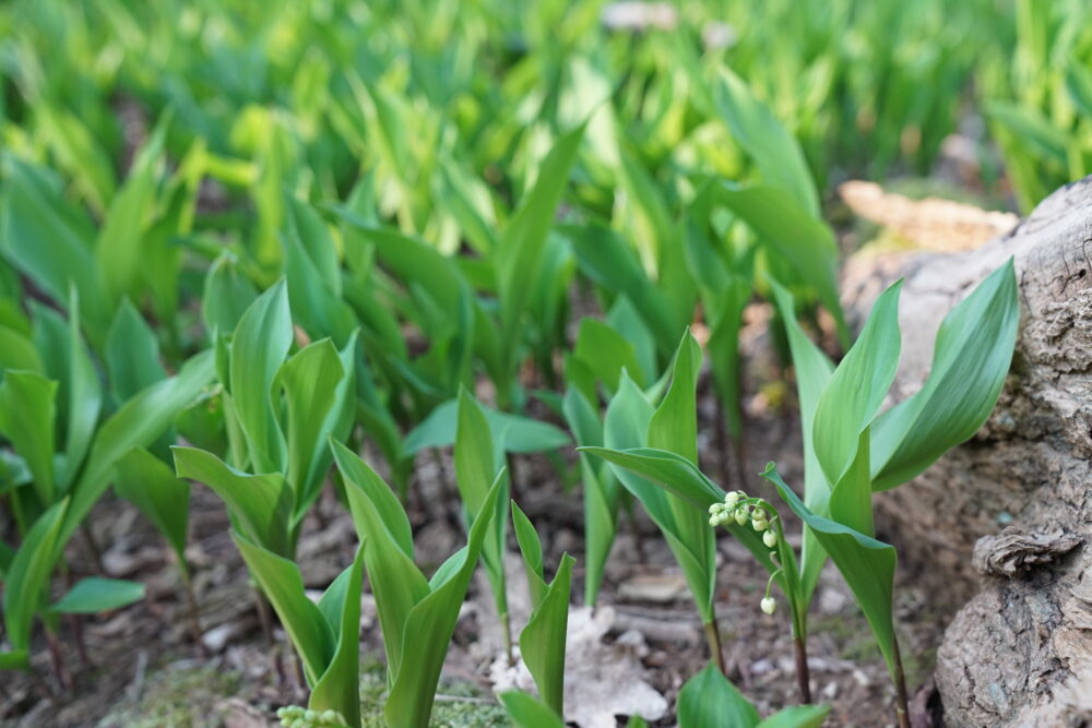 Maiglöckchen im April