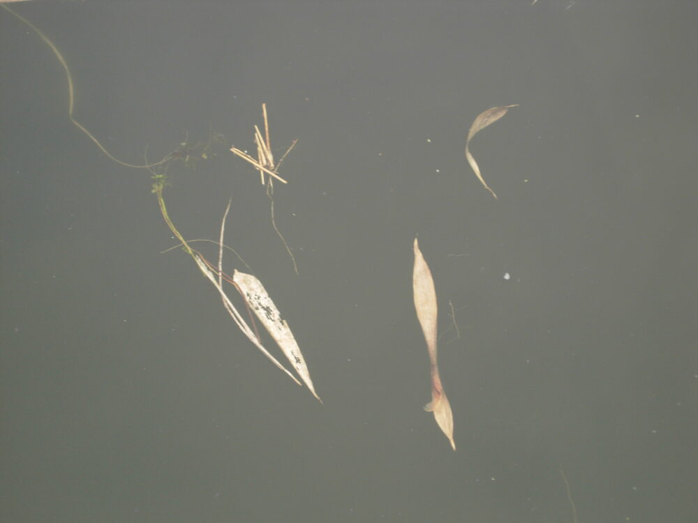 Bambusblätter auf einem Teich