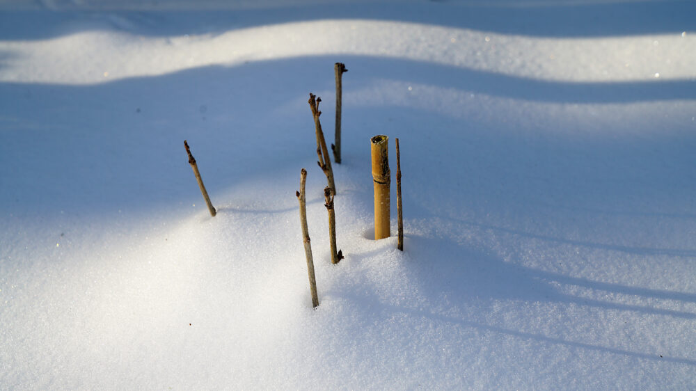 Zweigenden über Schneedecke