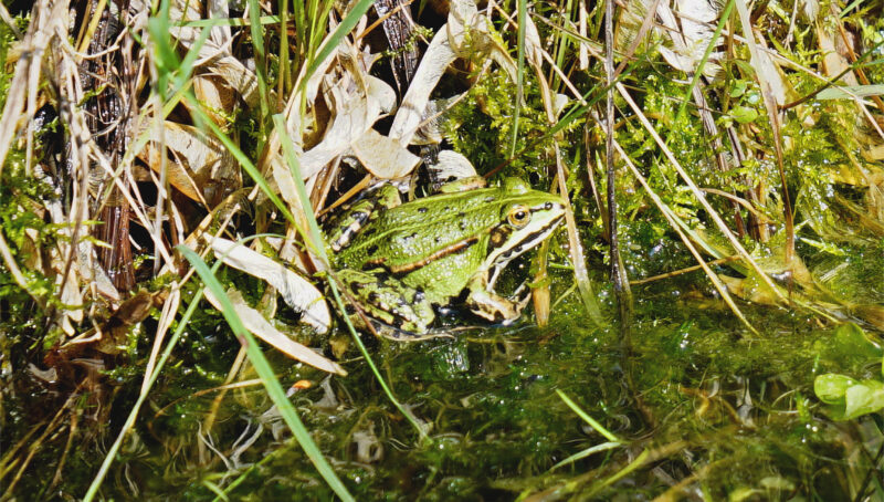 Frosch am Rand des Gartenteichs