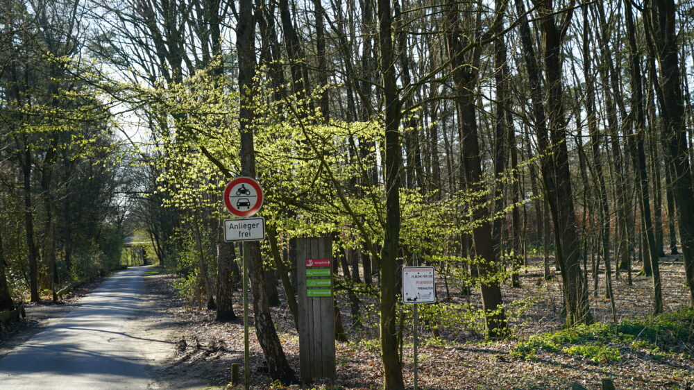 Frisches Grün im Frühling