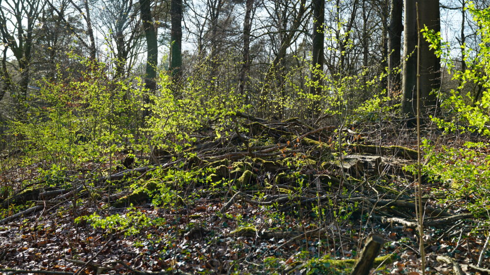 Frühling fast wie Sommer