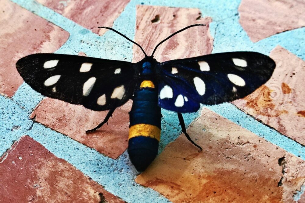 Buntes Insekt wie Schmetterling