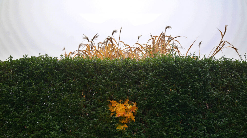 Grüne Hecke gelbbraunes Laub