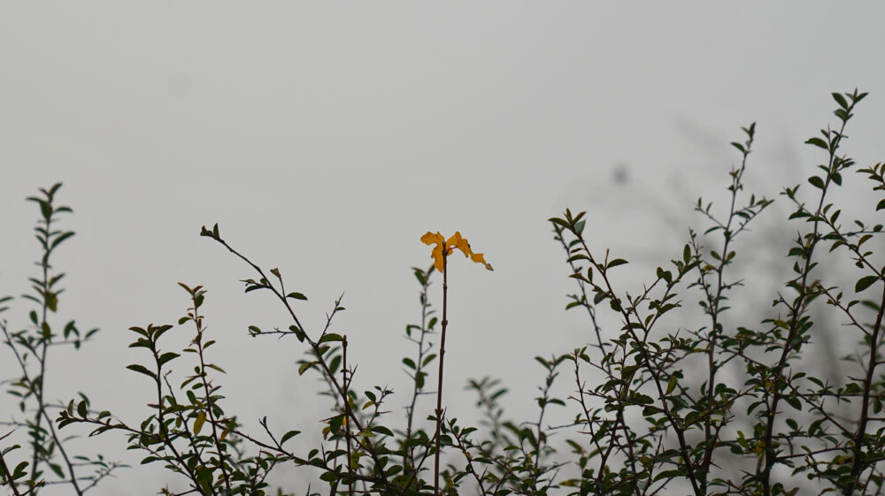 Herbstblatt vor grauem Himmel