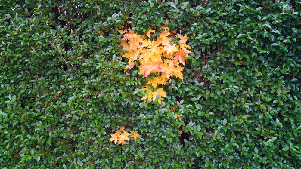 Grüne Hecke Herbstlaub