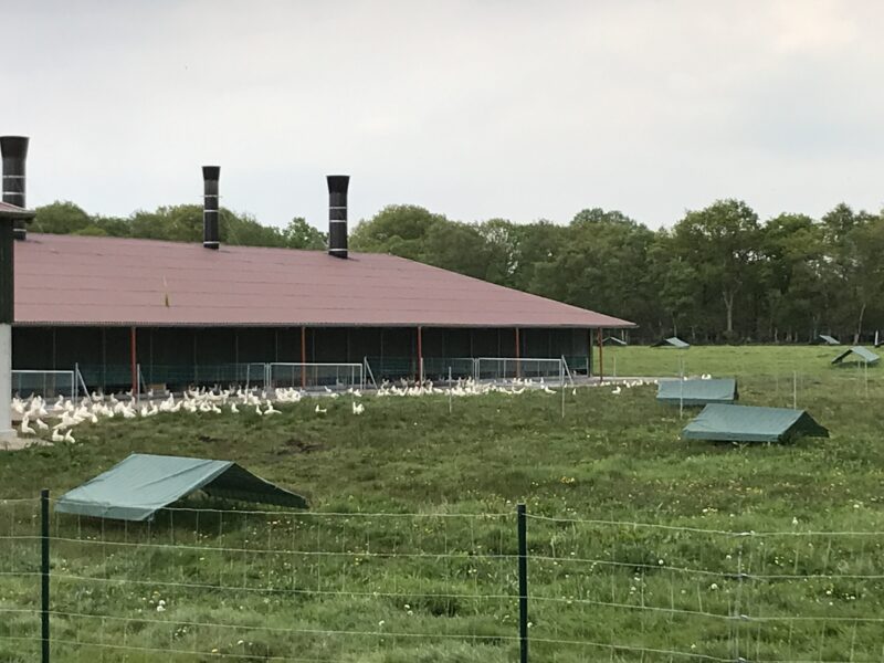 Hühner Biohof