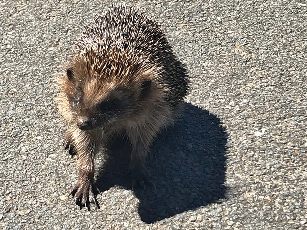 igel mitten auf dem Weg