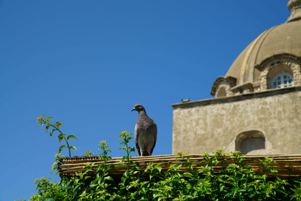 Ischia Aragoner Burg Taube auf Cafe-Dach