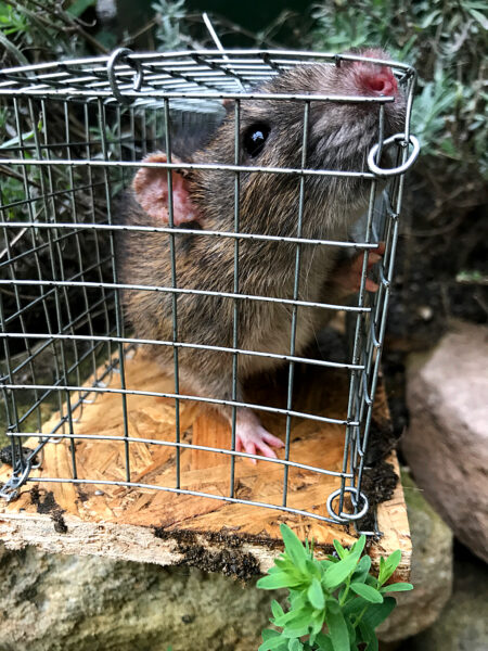 Lebend gefangene Ratte