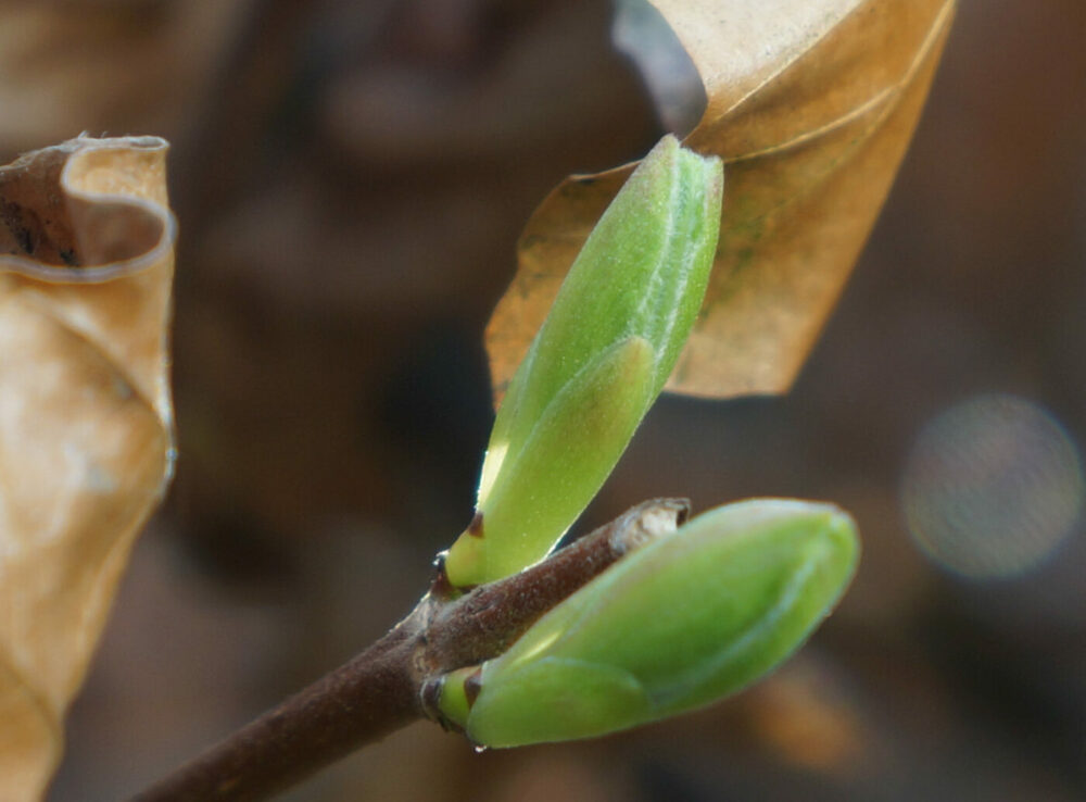 Frühling Knospe