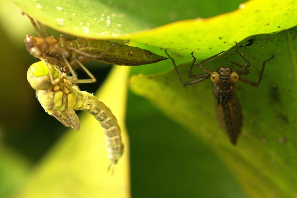 Libelle Verwandlung