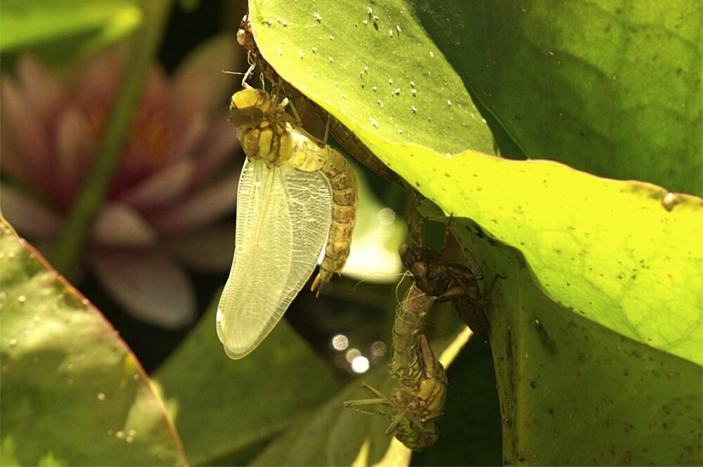 Libelle Verwandlung