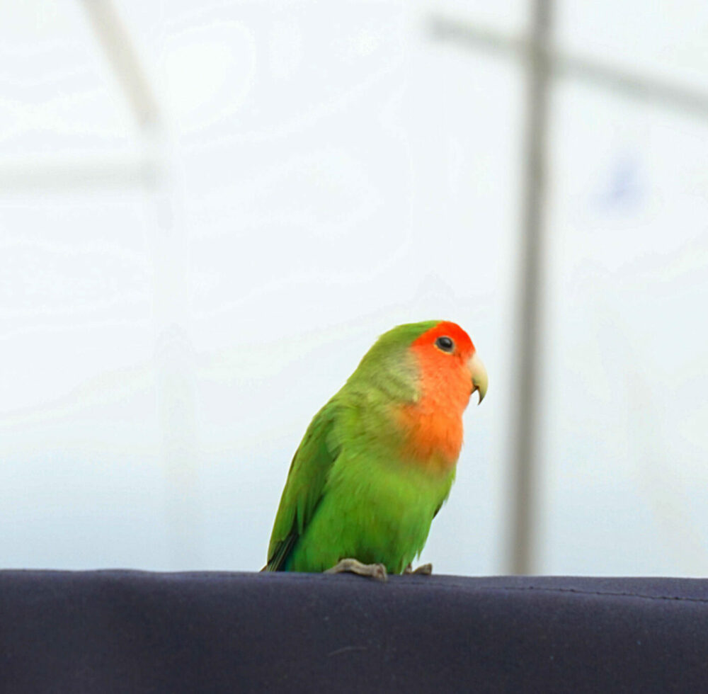 Kanarienvogel auf der Sprayhood