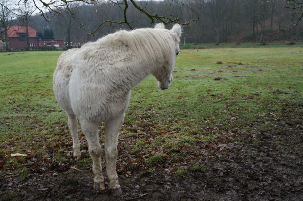 weißes Pferd dreht sich zurück