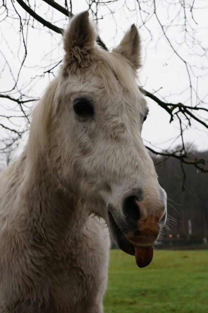 weißes Pferd, alt