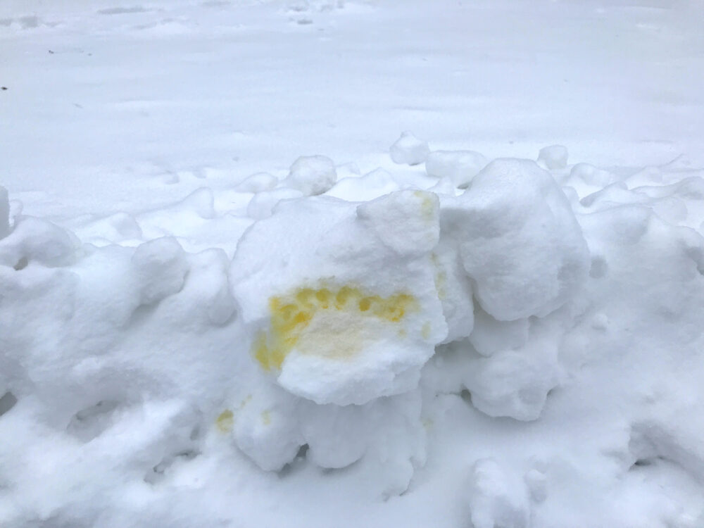 Hundepisse im Schnee