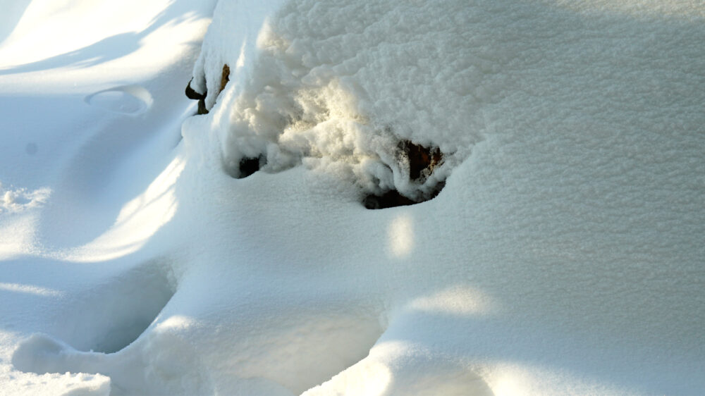 Augen im Schnee