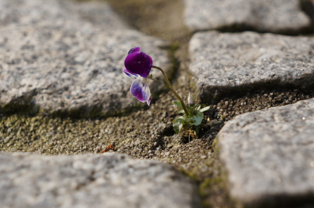 Mauerblümchen, Blüte auf Terassenstufe