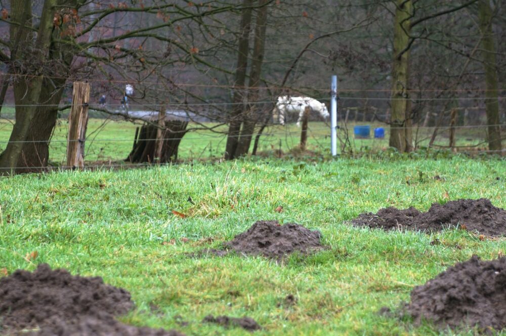 Maulwurfshügel, Hintergrund weißes Pferd