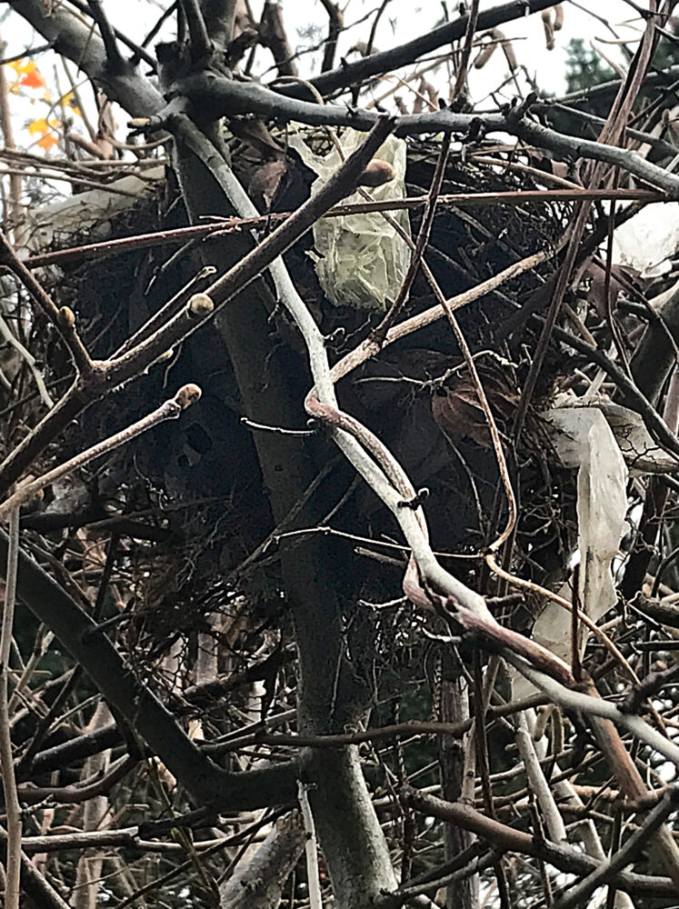 Vogelnest mit Plastikstreifen