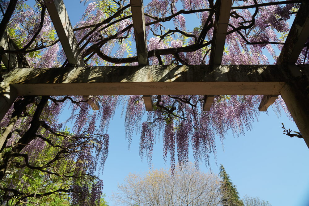 Porto Teehaus im Jardim de Serralves