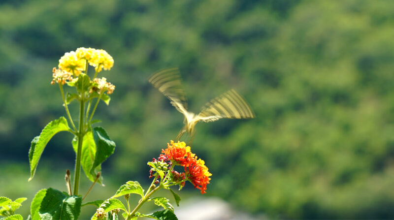 Schmetterling fliegt ab