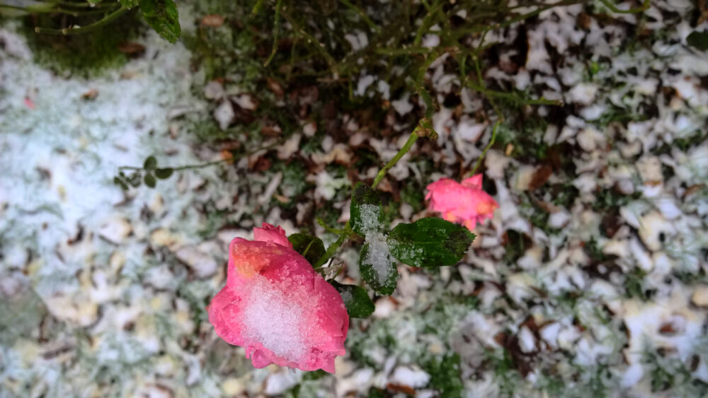 Eis in Rosenblüte