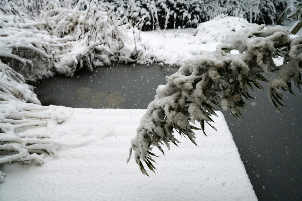 Schnee im Garten