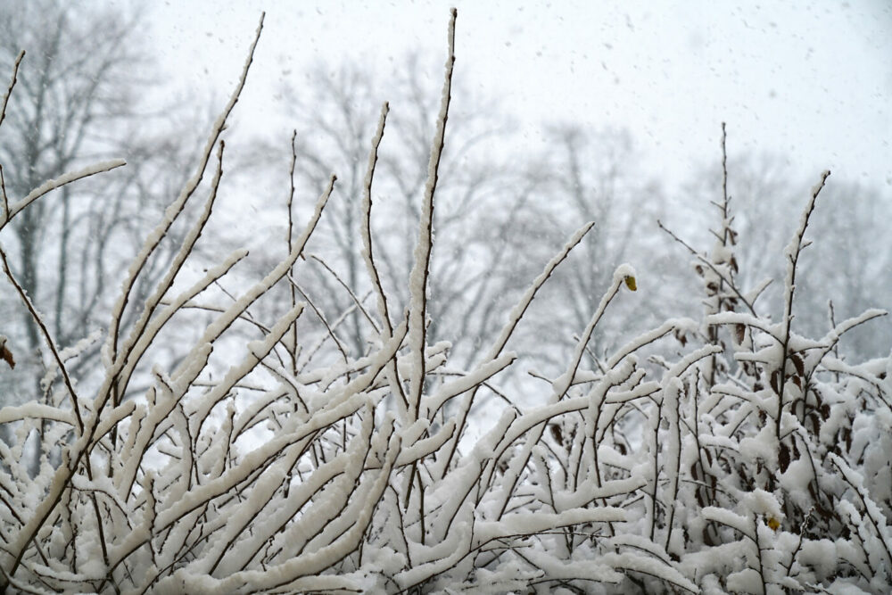 Schnee auf Zweigen