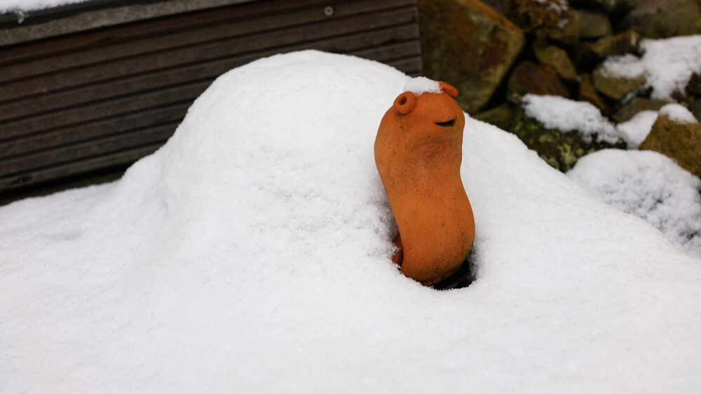 Tonschildkröte im Schnee