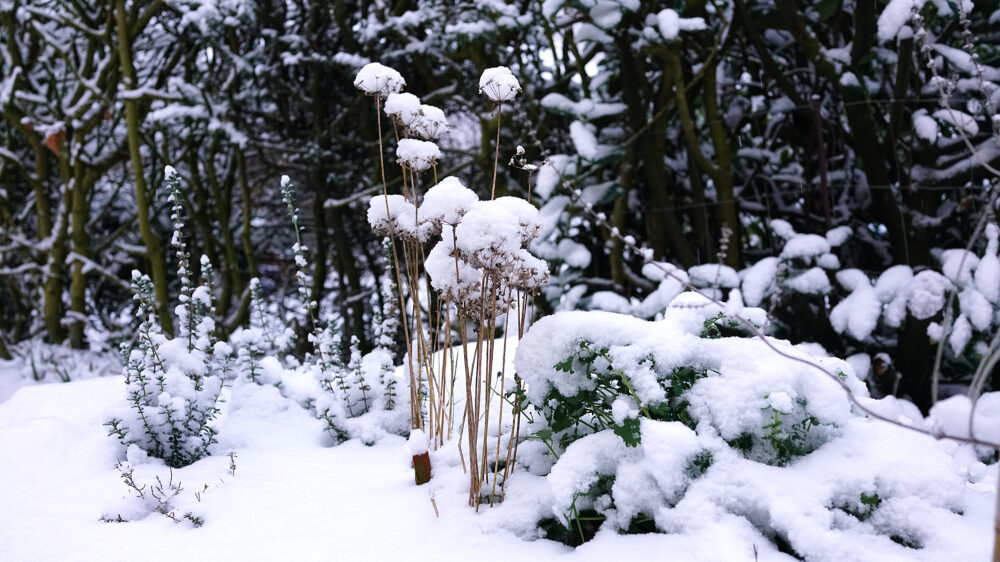 Schnee auf Winterpflanzen