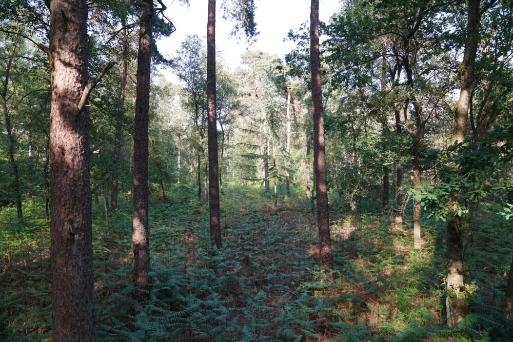 Wald am Silbersee