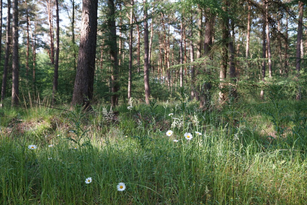 Wald am Silbersee