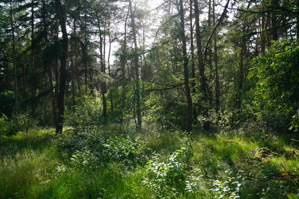 Wald am Silbersee