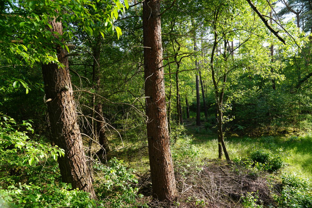 Wald am Silbersee