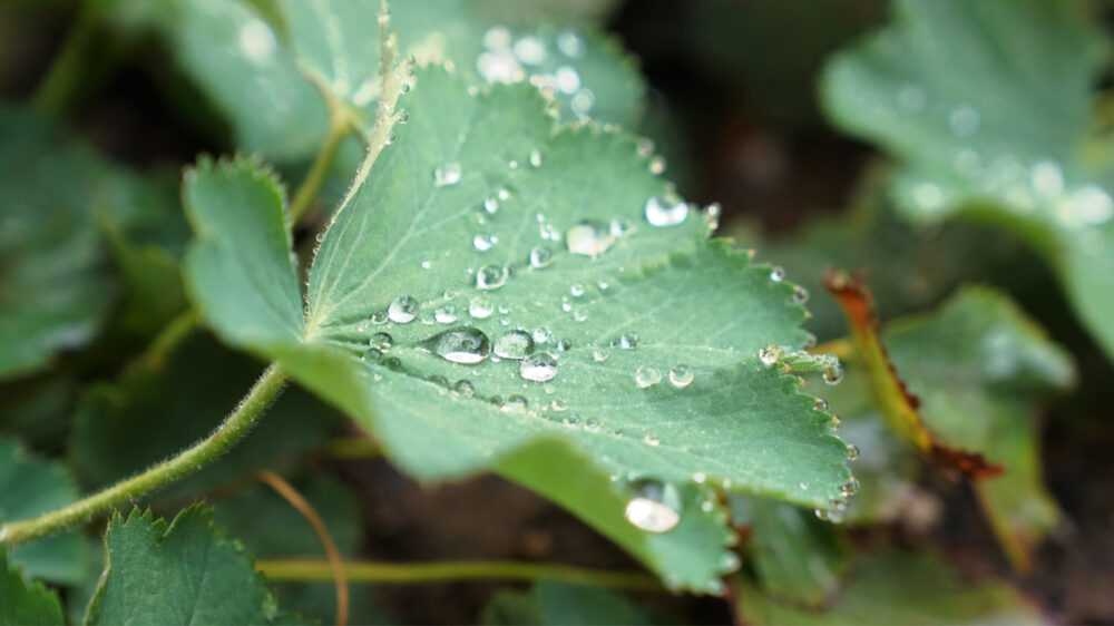 Blatt mit Regentropfen