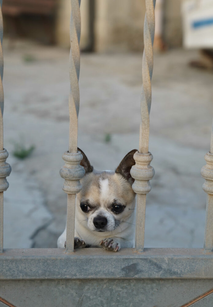 furchteinflößender Wachhund