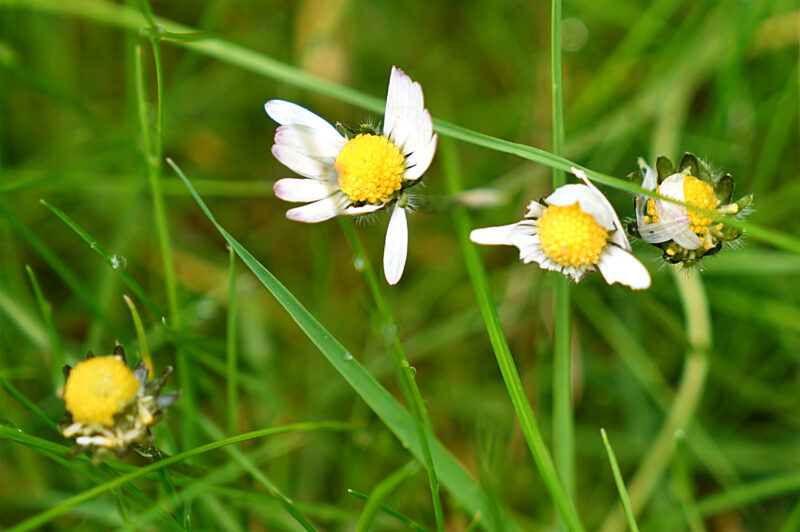 Gänseblümchen nach der Blüte