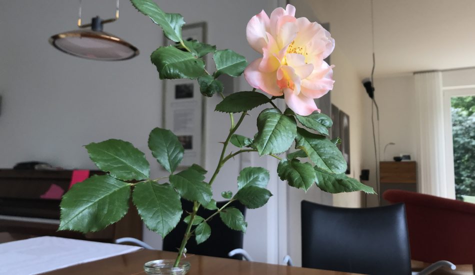 Wiederentdeckte Rose